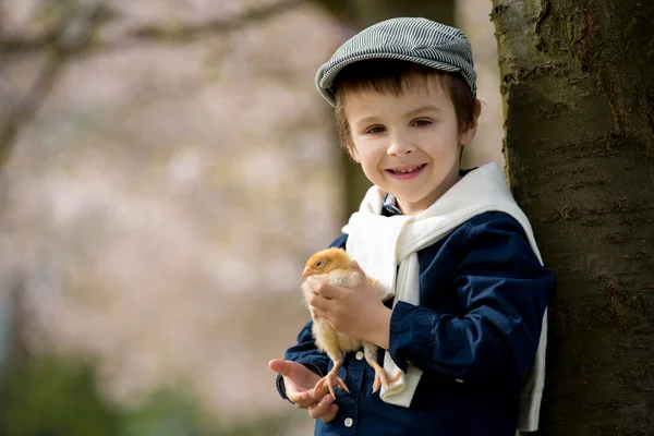 Ładny ładny dziecka w wieku przedszkolnym, chłopiec, grając z małe pisklęta — Zdjęcie stockowe