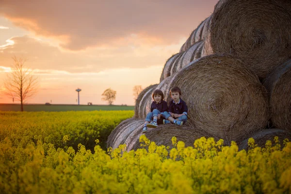 Two children, boy brothers in a oilseed rape field, sitting on a — Stock Photo, Image