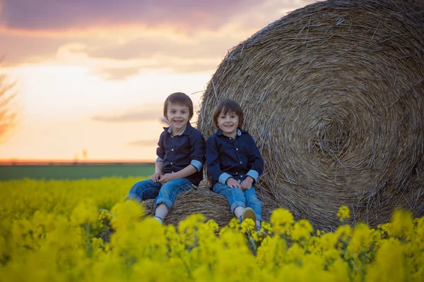 Due figli, fratelli maschi in un campo di semi oleosi stupro, seduti su un — Foto Stock