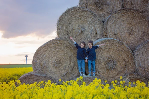 Zwei Kinder, junge Brüder in einem Rapsfeld, sitzend auf einem — Stockfoto