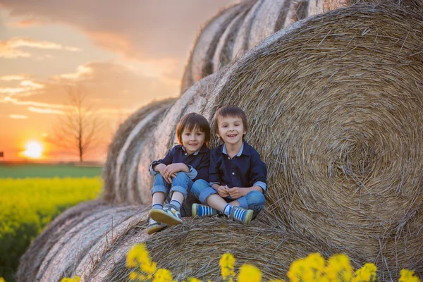Two children, boy brothers in a oilseed rape field, sitting on a — Stock Photo, Image
