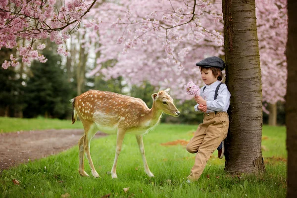 Hermoso niño, de pie en un jardín de flores de cerezo con poco fo — Foto de Stock
