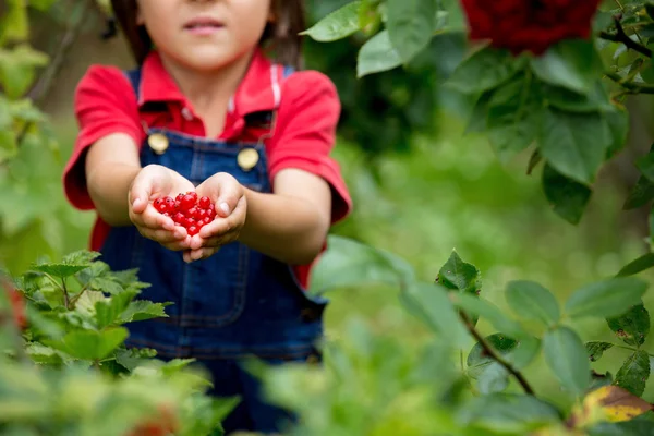 Adorable niño, sosteniendo grosellas rojas en un jardín — Foto de Stock
