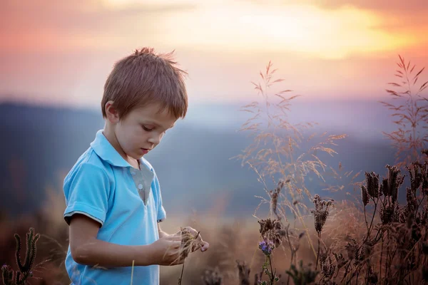 Hermoso niño, muchacho, de pie en un campo de flores en la puesta del sol —  Fotos de Stock