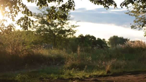 Dos niños, hermanos, divirtiéndose en un columpio en el patio trasero al atardecer — Vídeos de Stock