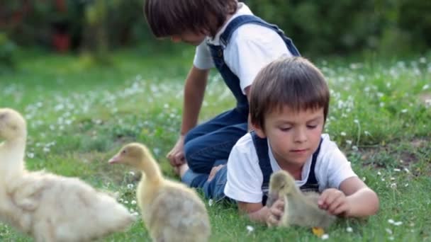 Adorabili bambini in età prescolare, fratelli maschi, che giocano con piccoli anatroccoli in un giardino — Video Stock