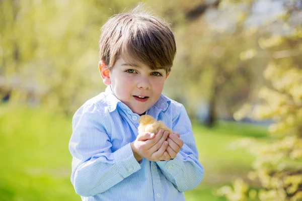 Sweet cute child, preschool boy, playing with little newborn chi — Stock Photo, Image