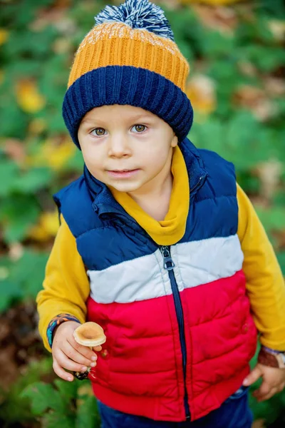 Cute Toddler Child Boy Holding Mushroom Forest Musroom Picking Season — Stock Photo, Image