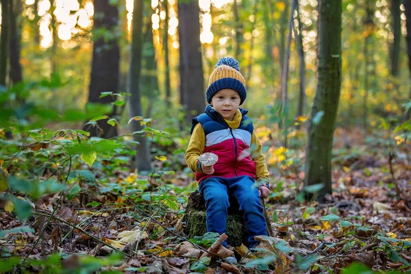 Cute Toddler Child Boy Holding Mushroom Forest Musroom Picking Season — Stock Photo, Image