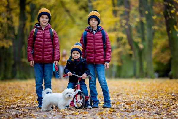 三个孩子 可爱的男孩 在阳光明媚的秋日在公园玩耍的兄弟姐妹 — 图库照片