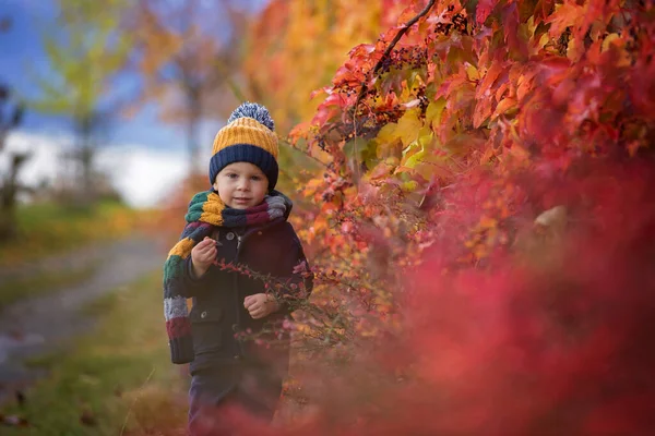 Сладкий Ребенок Симпатичный Мальчик Играющий Осеннем Парке Фруктовыми Деревьями Кустарниками — стоковое фото