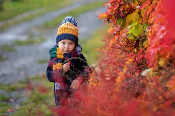 Sweet Toddler Blond Child Cute Boy Playing Autumn Park Colofrul — Stock Photo, Image