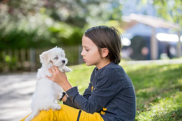 Child Cute Boy Playing Dog Pet Park Maltese Dog Kid — Stock Photo, Image