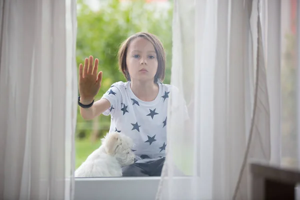 Niño Perro Niño Maltés Cachorro Raza Perro Sentado Detrás Ventana — Foto de Stock