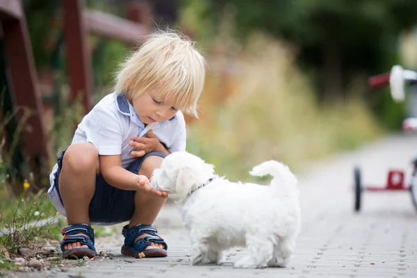 Niedliches Kleinkind Mit Weißem Maltesischen Welpen Spielt Park Geht Spazieren — Stockfoto