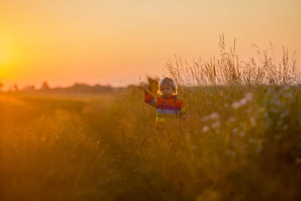 金髪の子供 幼児の男の子 日没にフィールドで実行され 野生の花を保持 — ストック写真