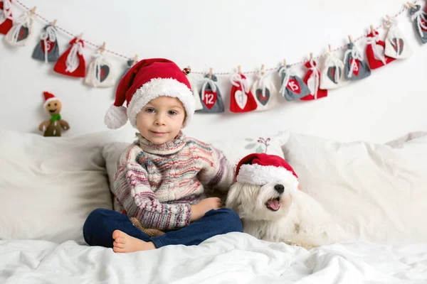 Cute toddler child, holding knitted toy, sitting in bed, playing with pet dog, wearing santa hat