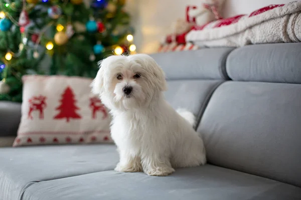 Kleine Witte Maltese Puppy Hond Een Bank Met Kerst Thuis — Stockfoto