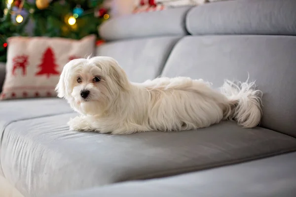 Kleine Witte Maltese Puppy Hond Een Bank Met Kerst Thuis — Stockfoto