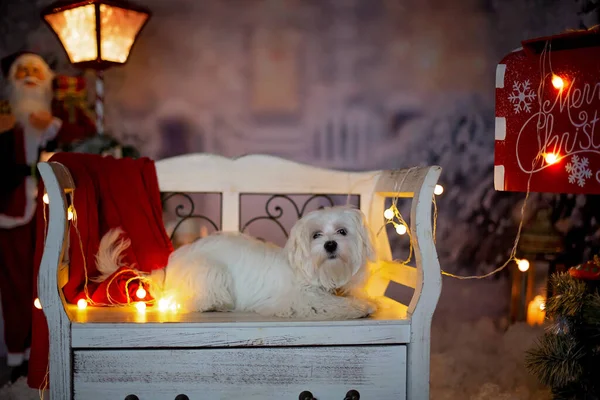 Kleine Witte Maltese Puppy Hond Zittend Bank Kerstsneeuw Buiten — Stockfoto