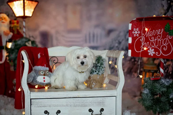 Küçük Beyaz Malta Yavru Köpek Dışarıda Noel Karında Bankta Oturuyor — Stok fotoğraf