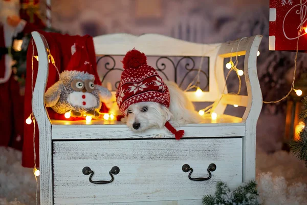 Küçük Beyaz Malta Yavru Köpek Dışarıda Noel Karında Bankta Oturuyor — Stok fotoğraf