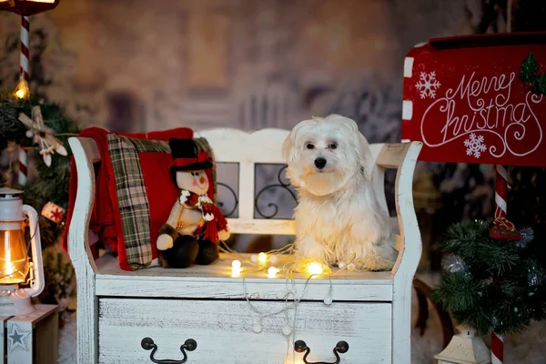 Little Maltese Puppy Dog Sitting Bench Christmas Decoration Front House — Stok fotoğraf