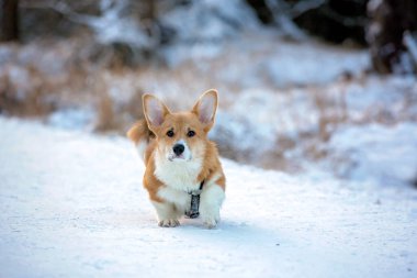 Soğuk bir günde kış parkında yürüyen şirin bir Corgi köpeği.