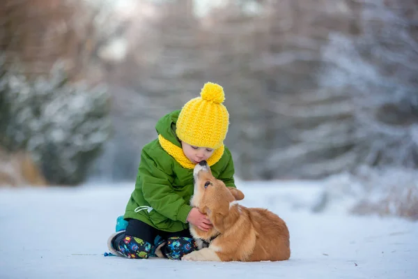 美しいブロンドの幼児の子供 男の子 寒い日に冬の不思議の国の公園で子犬のコーギー犬と遊ぶ — ストック写真