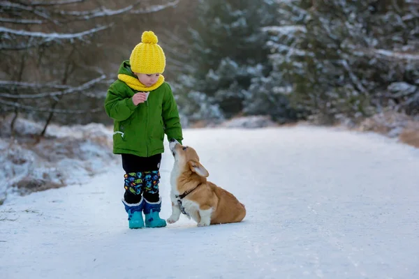 美丽的金发碧眼的小孩 在寒冷的冬日 在仙境公园和小狗科吉狗玩耍 — 图库照片
