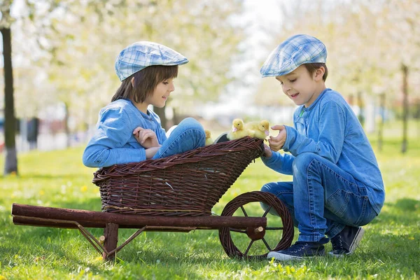 Söta Små Barn Pojkbröder Leker Med Ankungar Våren Tillsammans Liten — Stockfoto