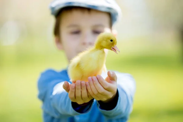 Criança Bonito Menino Com Primavera Patinho Brincando Juntos Amiguinho Felicidade — Fotografia de Stock