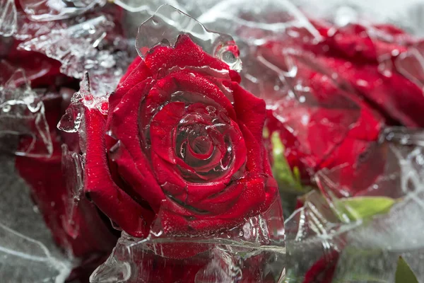 Bevroren Rode Rozen Bloemen Ijs — Stockfoto