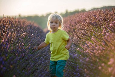 Sevimli küçük çocuk, güzel çocuk, gün batımında lavanta tarlasında oynuyor.