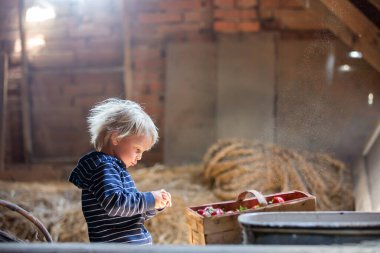 Küçük sarışın çocuk, tavan arasında kitap okuyor, atmosferi güzel, yanında çilek var.