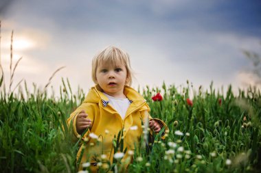 Tatlı çocuk, sarışın çocuk, fırtınadan önce haşhaş tarlasında oynuyor, dramatik bir gökyüzü, taze bahar akşamının tadını çıkarıyor.