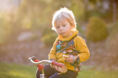 Tatlı sarışın çocuk, küçük çocuk, bahçede üç tekerlekli bisiklete biniyor, yavru tavuklarla oynuyor.