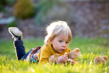 Tatlı sarışın çocuk, küçük çocuk, bahçede üç tekerlekli bisiklete biniyor, yavru tavuklarla oynuyor.