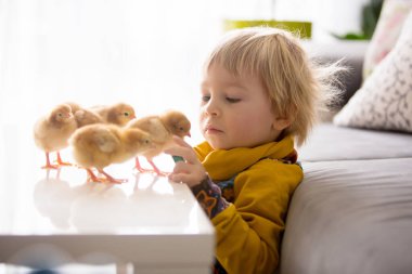 Sevimli küçük sarışın çocuk, küçük çocuk, evde küçük piliçlerle oynuyor, bebek piliçler çocuğun ellerinde.