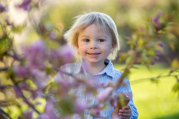 Malý Batole Chlapec Jíst Čokoládový Zajíček Zahradě Při Západu Slunce — Stock fotografie