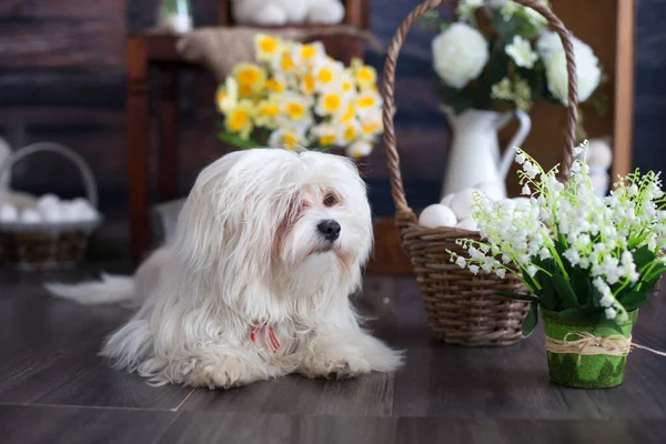 Pequeno Cachorro Maltês Deitado Chão Estúdio Com Decoração Páscoa — Fotografia de Stock