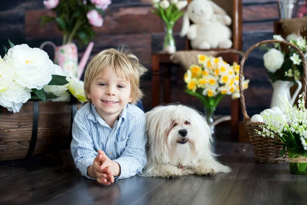 Criança Bonita Criança Loira Com Cachorro Maltês Menino Animal Estimação — Fotografia de Stock