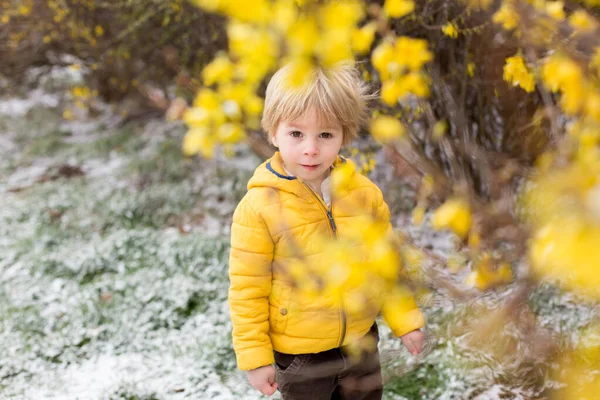 Schattig Blond Peuter Kind Jongen Rondrennen Bloeiende Gele Struik Lente — Stockfoto