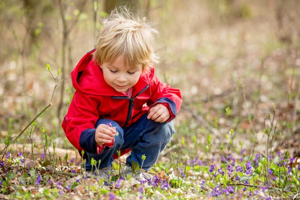 Bambino Ragazzo Raccogliendo Fiori Selvatici Viola Primavera Nella Foresta — Foto Stock