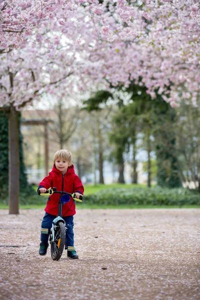 Schattig Peuter Kind Jongen Paardrijden Fiets Roze Bloeiende Sacura Tuin — Stockfoto