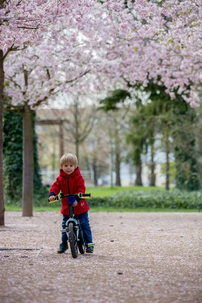 Мила Дитина Хлопчик Їде Велосипеді Рожевому Квітучому Саду Саду Сакури — стокове фото
