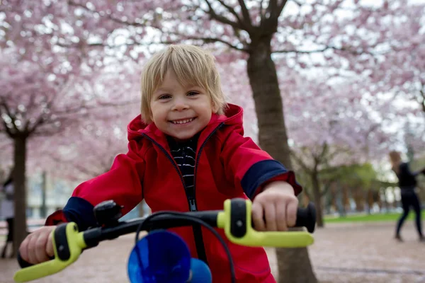 かわいい幼児の子供 ピンクの花のサクラの庭で自転車に乗って — ストック写真