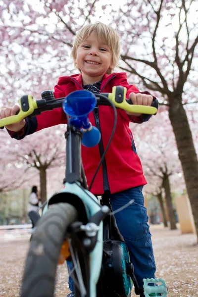 Милый Малыш Мальчик Велосипеде Розовом Цветущем Саду Сакуры Играет — стоковое фото