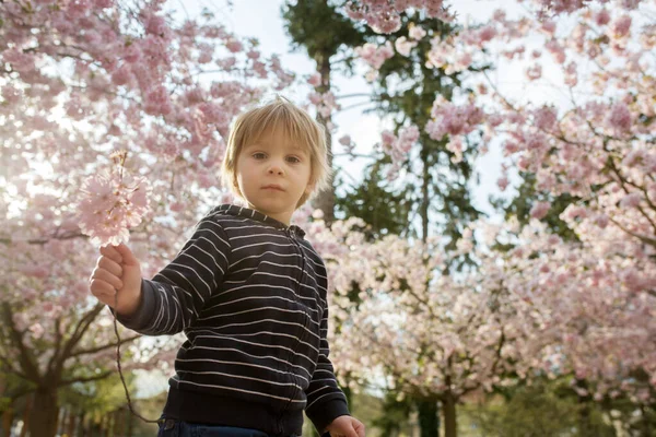 Schattig Peuter Kind Jongen Spelen Gelukkig Roze Bloeiende Sacura Tuin — Stockfoto