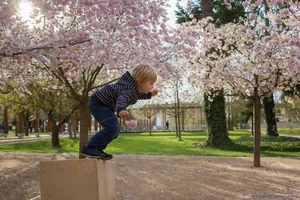 Schattig Peuter Kind Jongen Spelen Gelukkig Roze Bloeiende Sacura Tuin — Stockfoto